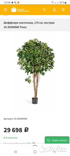 Шеффлера искусственная