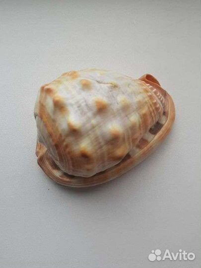 Ракушка декоративная