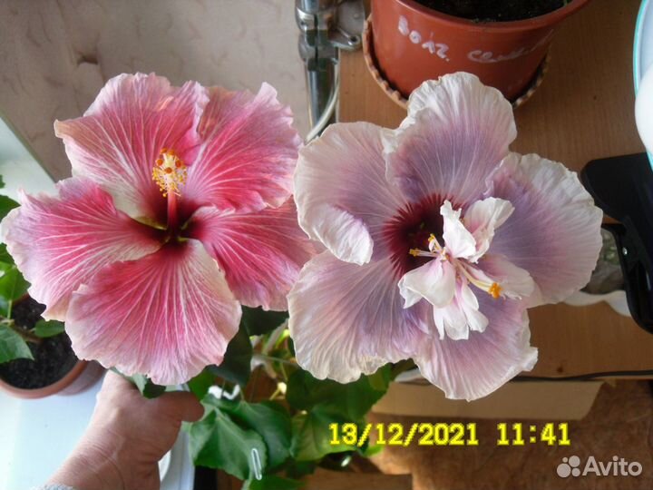 Флоридские гибискусы