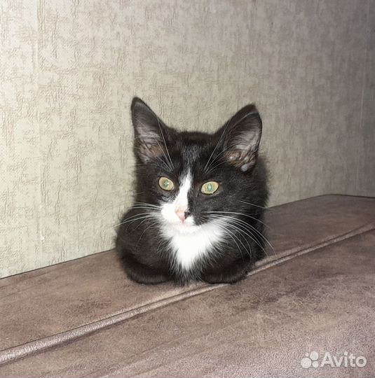 Котик полусфинкс