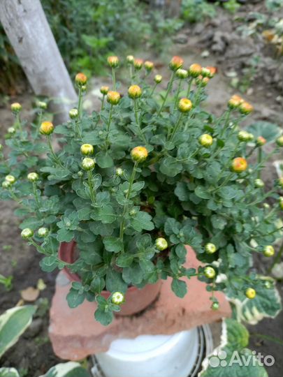 Хризантема мультифлора