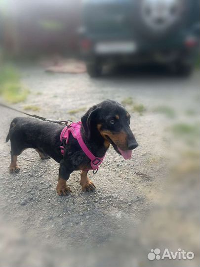 Такс в добрые руки