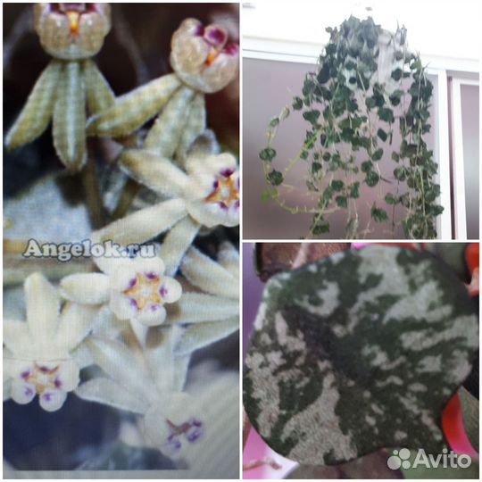 Хойя вариегатная, мандарин, алое,лимон