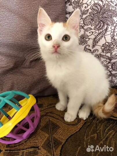 Маленький котик