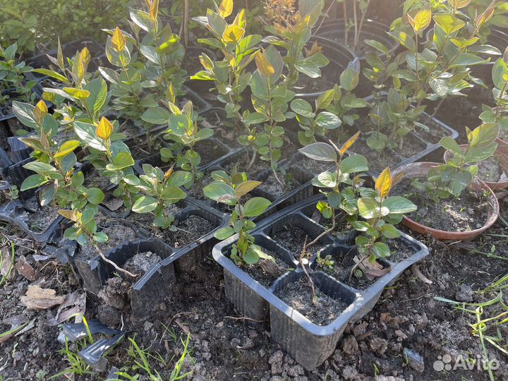 Кизильник блестящий