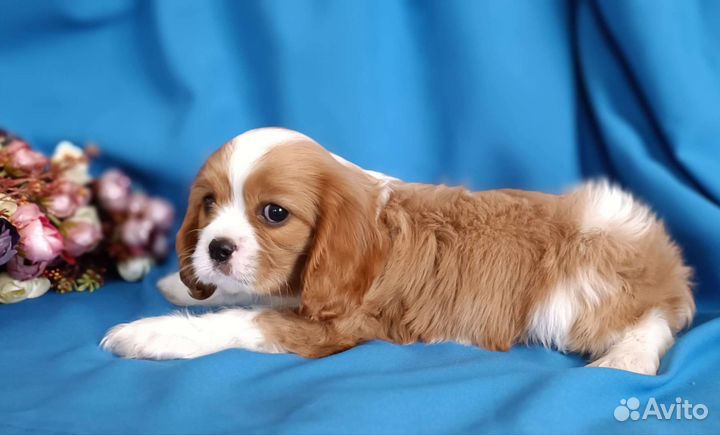 Кавалер Кинг Чарльз спаниель щенки