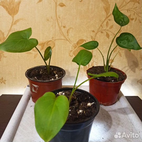 Комнатные цветы Сингл, Опунц и др