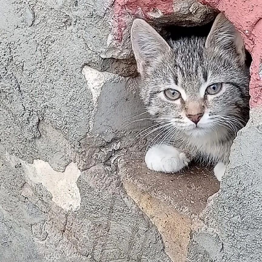 Котенок в добрые руки