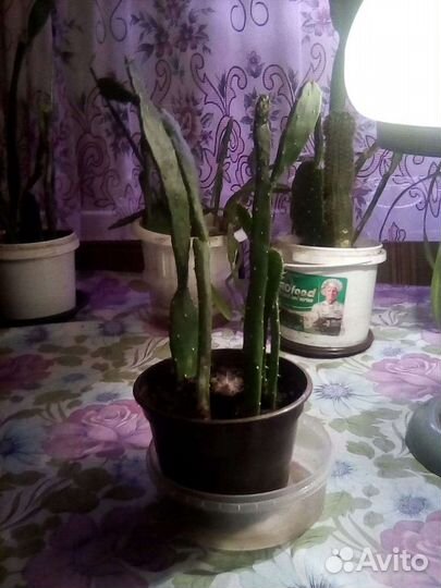 Кактусы (горшок с несколькими)