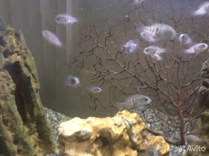 Акара бирюзовая мальки 34 см