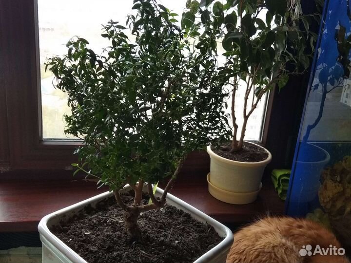 Бересклет форчуна комнатный,кротон, мирт