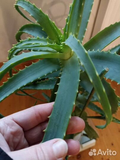 Алоэ столетник