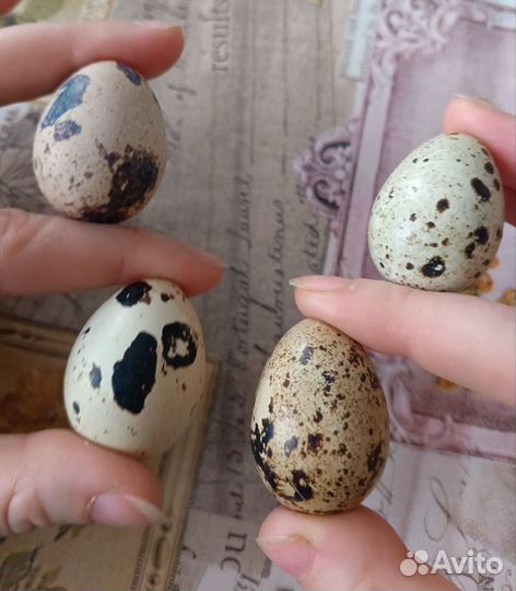 Яйца перепелиные