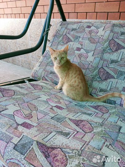 Котята в добрые руки бесплатно