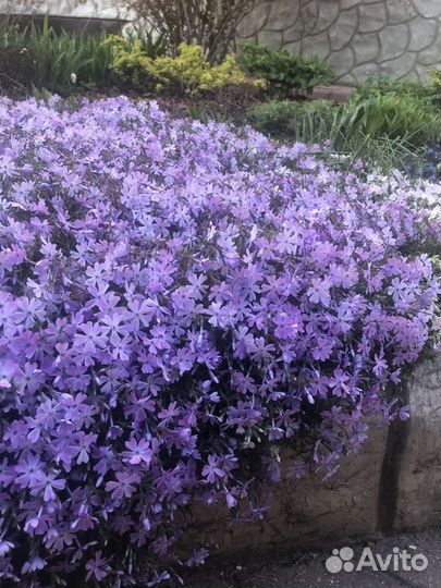 Флокс,примула, камнеломка, астранция, бадан, хоста