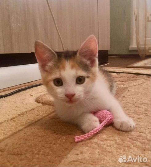 Ириска и Ромашка в руки Надёжных хозяев