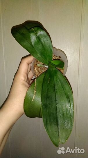 Орхидея фаленопсис Fragrance бронь