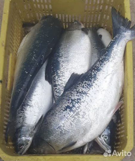 Лосось дикий опт