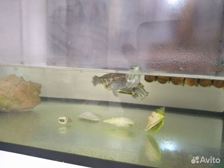 Красноухая черепаха