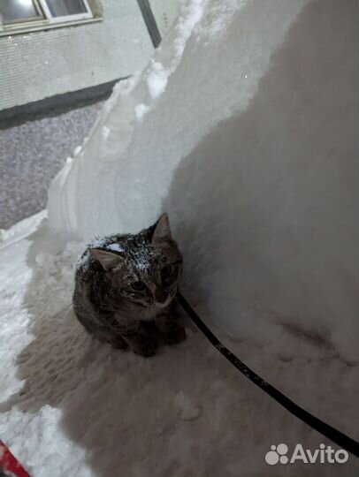 Котик в дар
