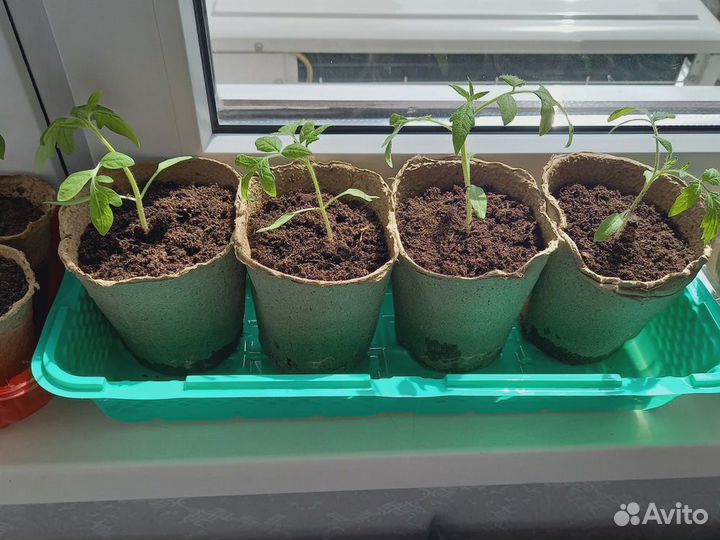 Торфяные горшочки для рассады
