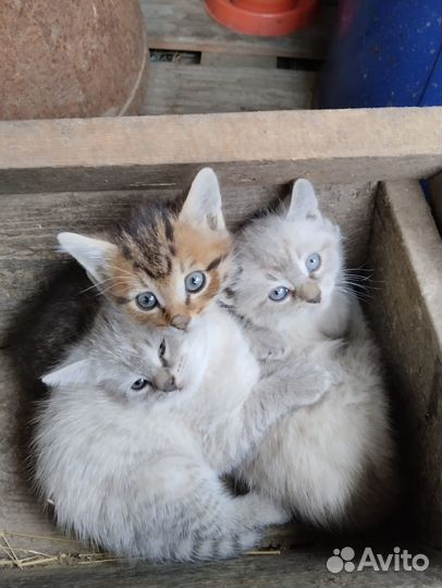 Котята в добрые руки (мальчики)
