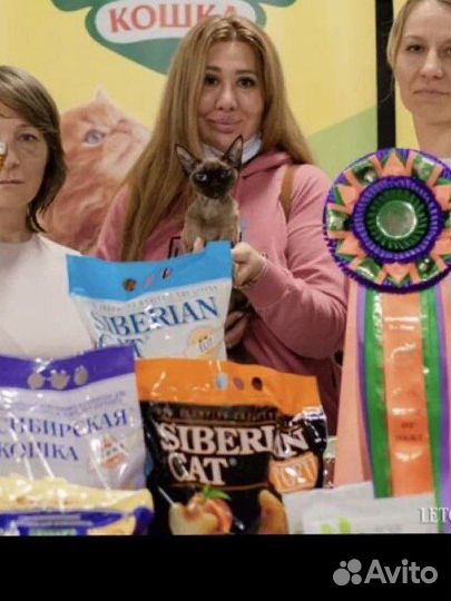 Кошка Дэвон Рекс