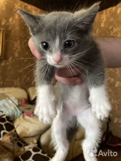 Отдадим в хорошие руки 2 котят