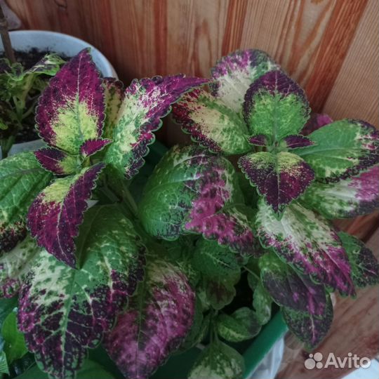 Набор колеусов, вегетативные сорта