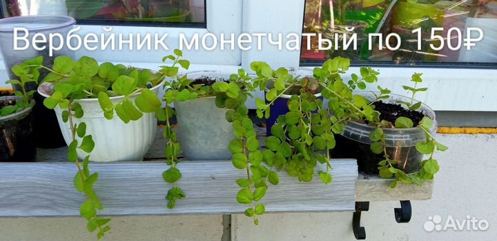 Цветочки разные