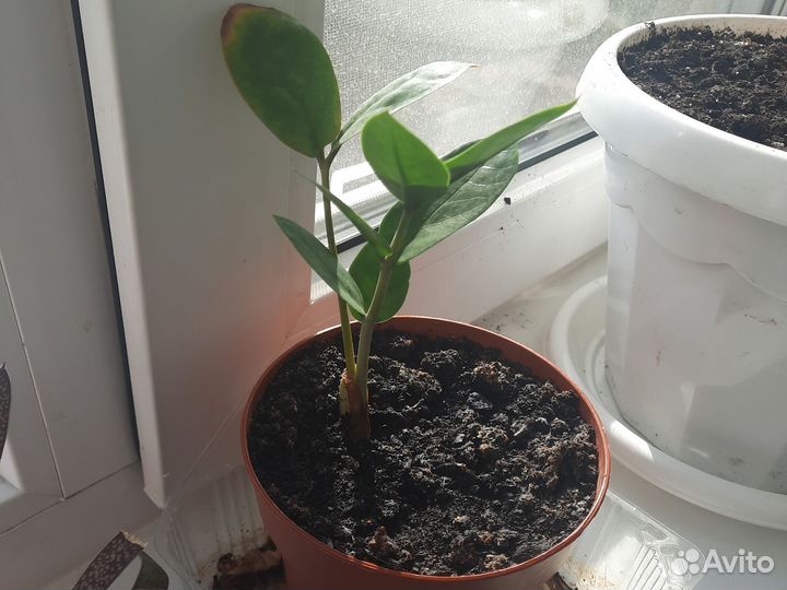 Замиокулькас