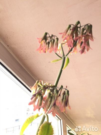 Каланхоэ лечебное