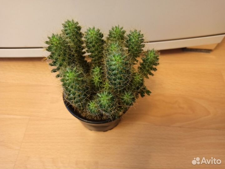 Кактусы Маммилярия