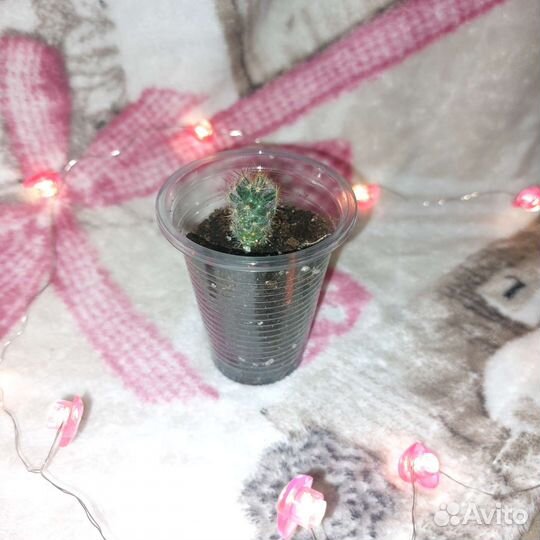 Кактус маммилярия цветущий