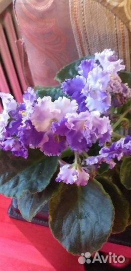 Сортовые фиалки