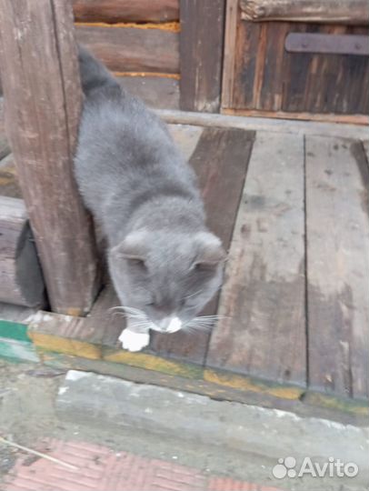 Котик в добрые руки