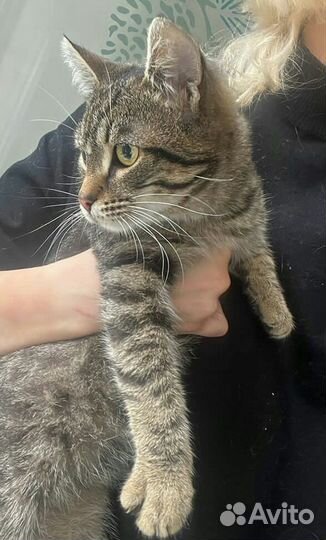 Котик котенок в подарок