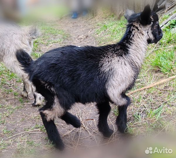 Коза дойная с козлятами