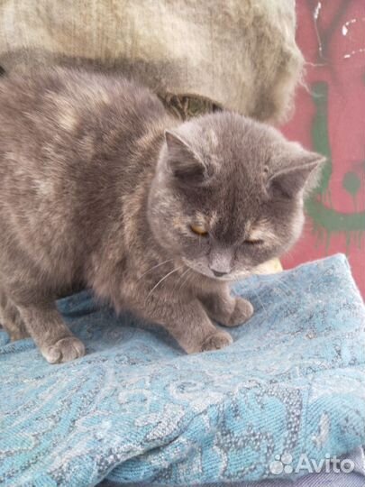 Британская