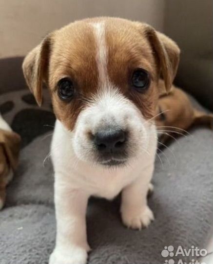 Джек рассел терьер