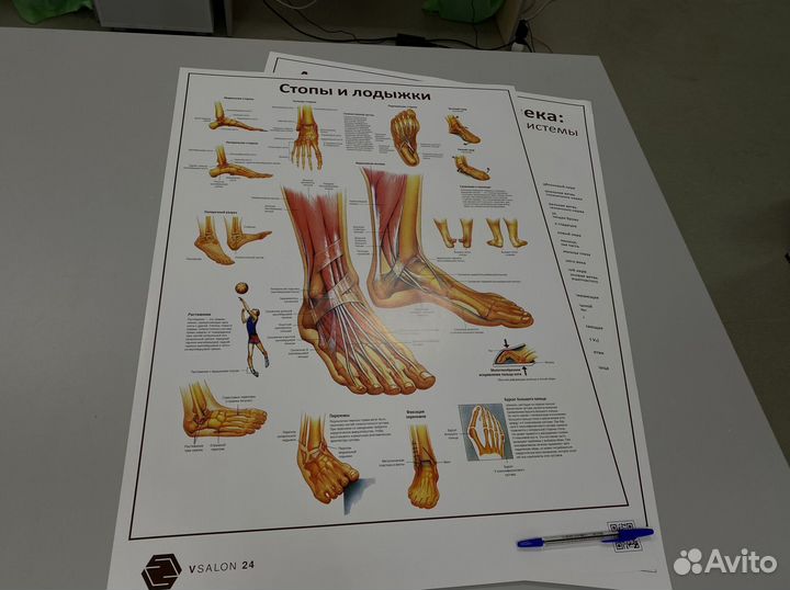 Плакат макета стопы и лодыжки