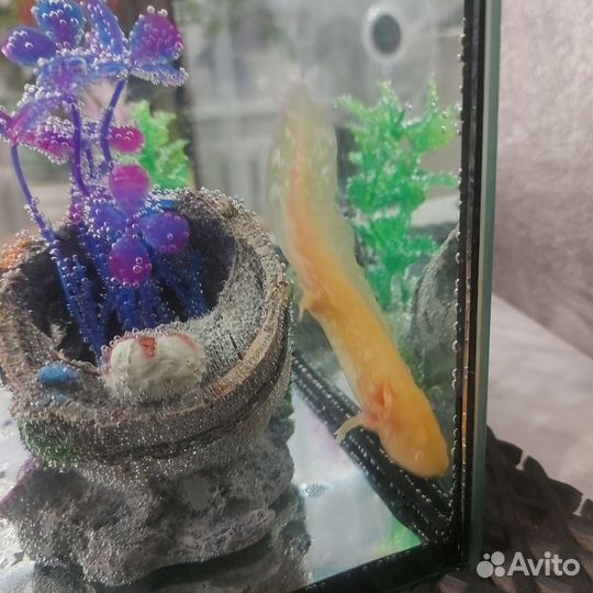 Аксолотль золотой с жильём