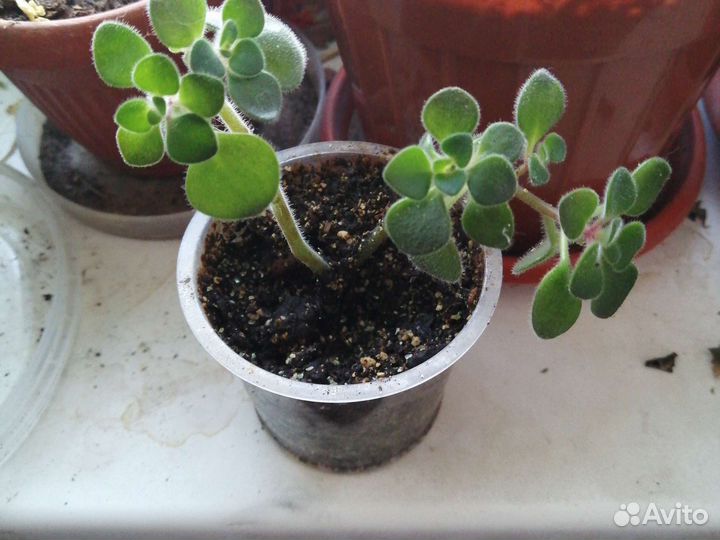 Комнатные растения