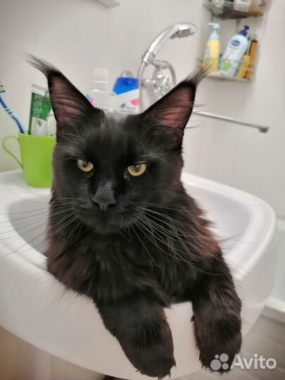 Передержка животных