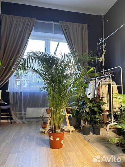 Пальма арека дипсис