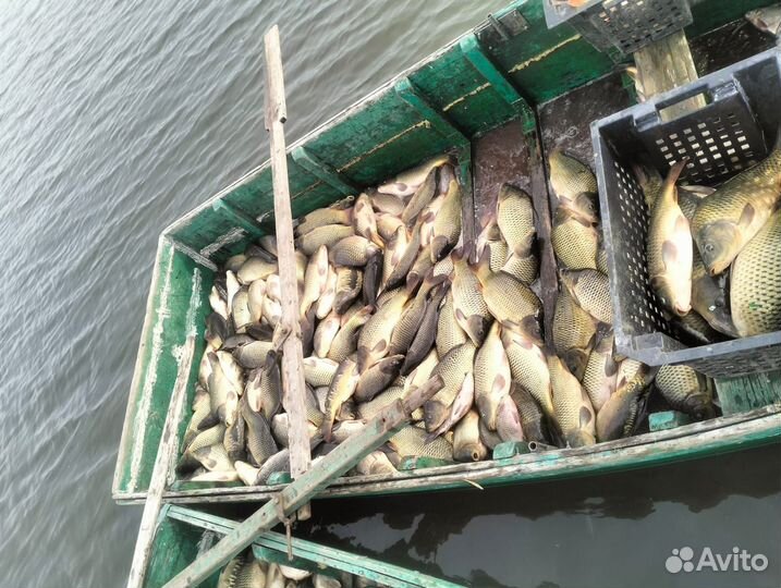 Живая рыба оптом карп