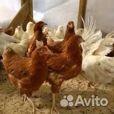 Куры молодки несушки