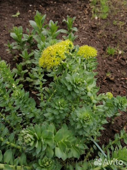 Многолетние садовые растения