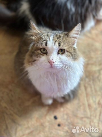 Кот лелик фото