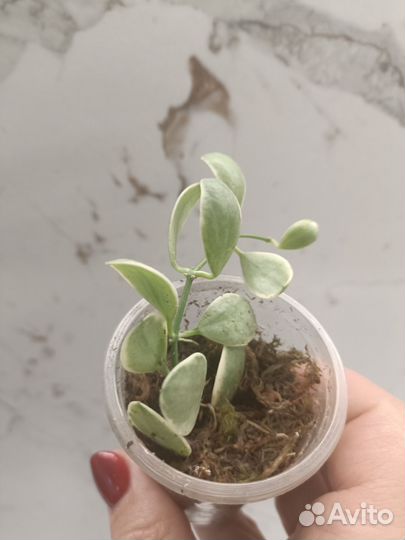 Дисхидии иоанта вариегатная, миллион сердец